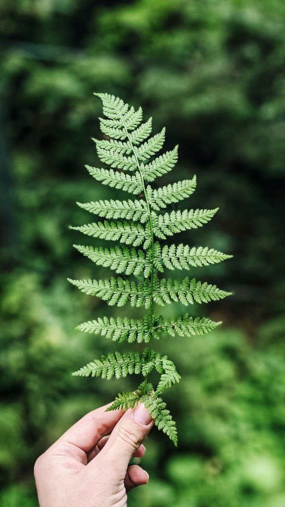 fern with lush green background. someone is holding the fern.