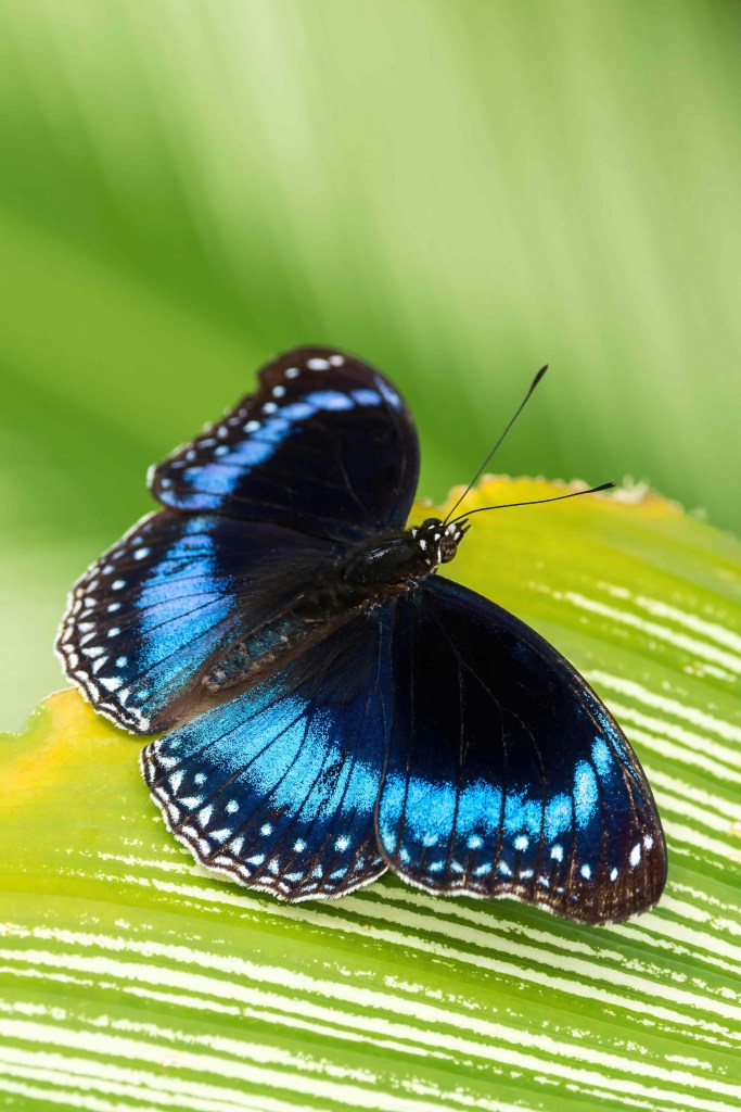 Butterfly symbolizing transformation, growth, and new beginnings.